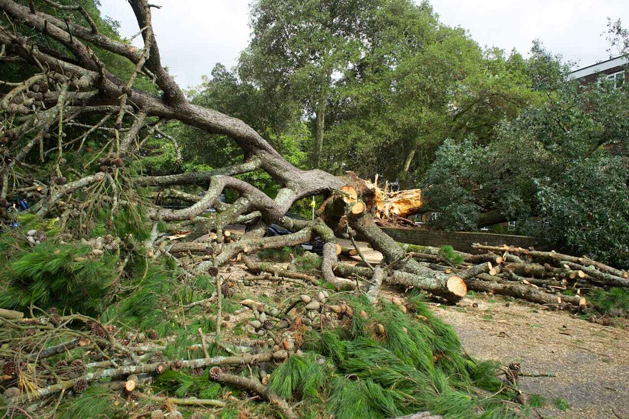 Tree Branch Trimming